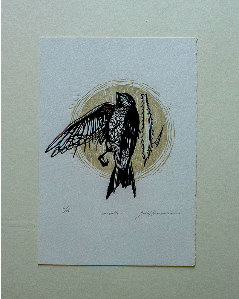 “Cenzontle” | Daniel Hernandez